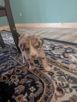 Frank, a male Australian Shepherd for sale in Kirksey, KY – Photo 7 of 8