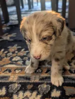 Frank, a male Australian Shepherd for sale in Kirksey, KY – Photo 5 of 8