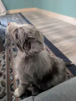 Frank, a male Australian Shepherd for sale in Kirksey, KY – Photo 3 of 8