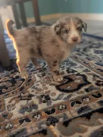 Frank, a male Australian Shepherd for sale in Kirksey, KY – Photo 8 of 8