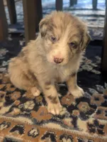 Frank, a male Australian Shepherd for sale in Kirksey, KY – Photo 6 of 8