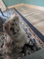 Frank, a male Australian Shepherd for sale in Kirksey, KY – Photo 4 of 8