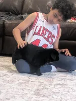 Bear, a male Australian Shepherd for sale in Kirksey, KY – Photo 6 of 8