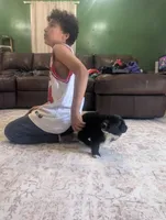 Bear, a male Australian Shepherd for sale in Kirksey, KY – Photo 7 of 8