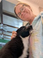 Bear, a male Australian Shepherd for sale in Kirksey, KY – Photo 10 of 10