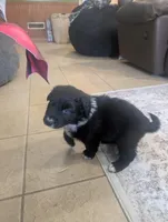 Bear, a male Australian Shepherd for sale in Kirksey, KY – Photo 5 of 8