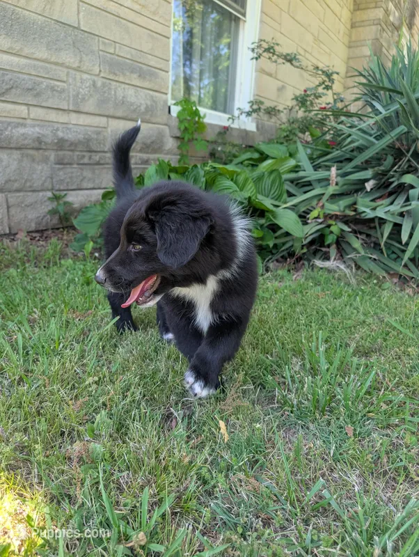 Bear – Australian Shepherd puppy for sale in Kirksey, KY