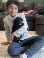 Bear, a male Australian Shepherd for sale in Kirksey, KY – Photo 1 of 8