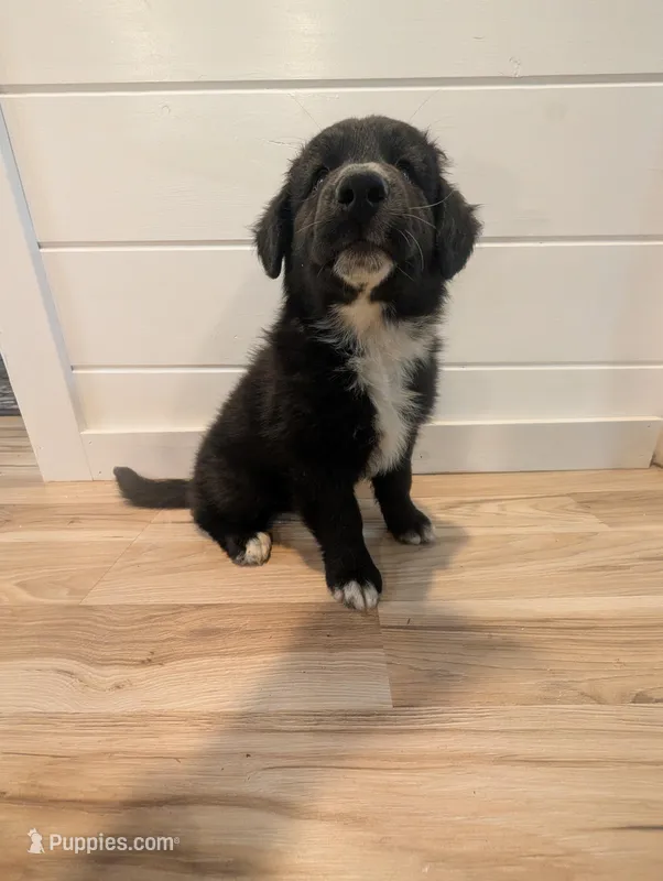 Bear – Australian Shepherd puppy for sale in Kirksey, KY