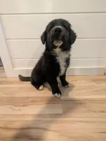 Bear, a male Australian Shepherd for sale in Kirksey, KY – Photo 1 of 10