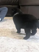 Bear, a male Australian Shepherd for sale in Kirksey, KY – Photo 3 of 8