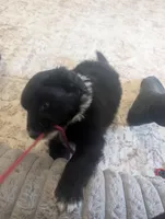 Bear, a male Australian Shepherd for sale in Kirksey, KY – Photo 4 of 8