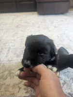 Bear, a male Australian Shepherd for sale in Kirksey, KY – Photo 2 of 8