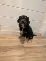 Loki, a male Australian Shepherd for sale in Kirksey, KY – Photo 10 of 10