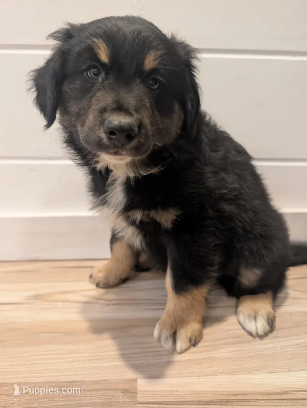 Loki – Australian Shepherd puppy for sale in Kirksey, KY