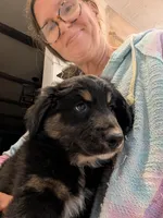 Loki, a male Australian Shepherd for sale in Kirksey, KY – Photo 9 of 10