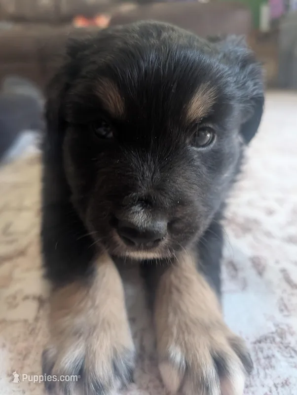 Low Key – Australian Shepherd puppy for sale in Kirksey, KY