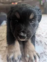 Low Key, a male Australian Shepherd for sale in Kirksey, KY – Photo 1 of 6