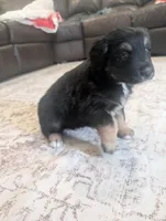 Low Key, a male Australian Shepherd for sale in Kirksey, KY – Photo 2 of 6