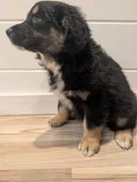 Loki, a male Australian Shepherd for sale in Kirksey, KY – Photo 8 of 10