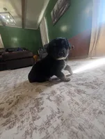 Low Key, a male Australian Shepherd for sale in Kirksey, KY – Photo 6 of 6