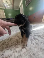 Low Key, a male Australian Shepherd for sale in Kirksey, KY – Photo 5 of 6