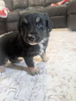 Low Key, a male Australian Shepherd for sale in Kirksey, KY – Photo 4 of 6