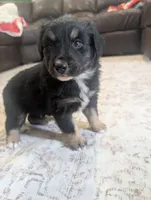 Low Key, a male Australian Shepherd for sale in Kirksey, KY – Photo 3 of 6