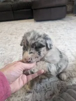 Cuddles, a male Australian Shepherd for sale in Kirksey, KY – Photo 3 of 5