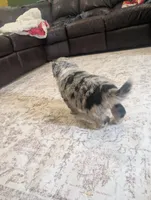 Cuddles, a male Australian Shepherd for sale in Kirksey, KY – Photo 5 of 5