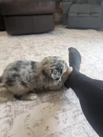 Cuddles, a male Australian Shepherd for sale in Kirksey, KY – Photo 2 of 5