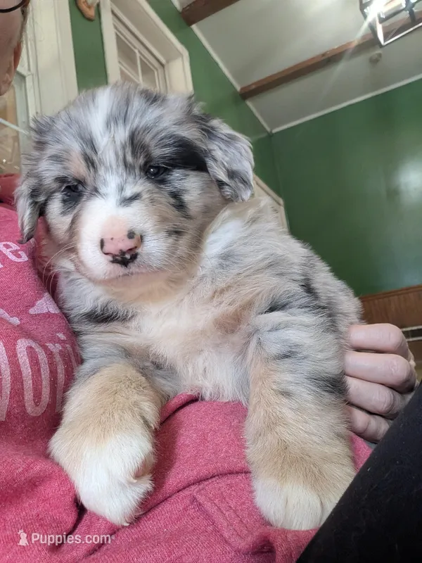 Cuddles – Australian Shepherd puppy for sale in Kirksey, KY
