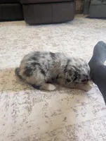 Cuddles, a male Australian Shepherd for sale in Kirksey, KY – Photo 4 of 5