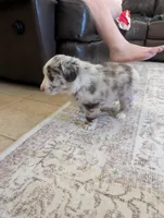 Fancy, a female Australian Shepherd for sale in Kirksey, KY – Photo 6 of 8