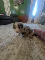 Fancy, a female Australian Shepherd for sale in Kirksey, KY – Photo 5 of 8