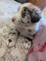 Fancy, a female Australian Shepherd for sale in Kirksey, KY – Photo 3 of 8