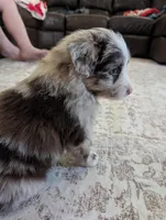 Fancy, a female Australian Shepherd for sale in Kirksey, KY – Photo 4 of 8