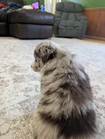 Fancy, a female Australian Shepherd for sale in Kirksey, KY – Photo 7 of 8