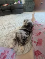 Fancy, a female Australian Shepherd for sale in Kirksey, KY – Photo 8 of 8