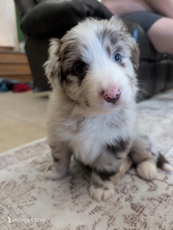 Fancy – Australian Shepherd puppy on hold in Kirksey, KY