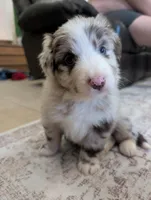 Fancy, a female Australian Shepherd for sale in Kirksey, KY – Photo 2 of 8