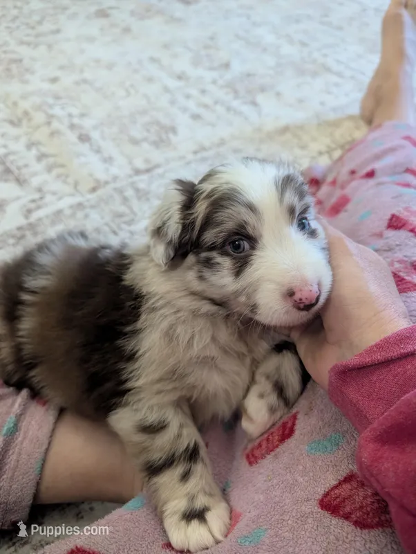 Fancy – Australian Shepherd puppy for sale in Kirksey, KY
