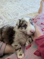 Fancy, a female Australian Shepherd for sale in Kirksey, KY – Photo 1 of 8