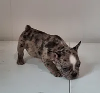 Stryker, a male French Bulldog for sale in Millersburg, OH – 6 of 9