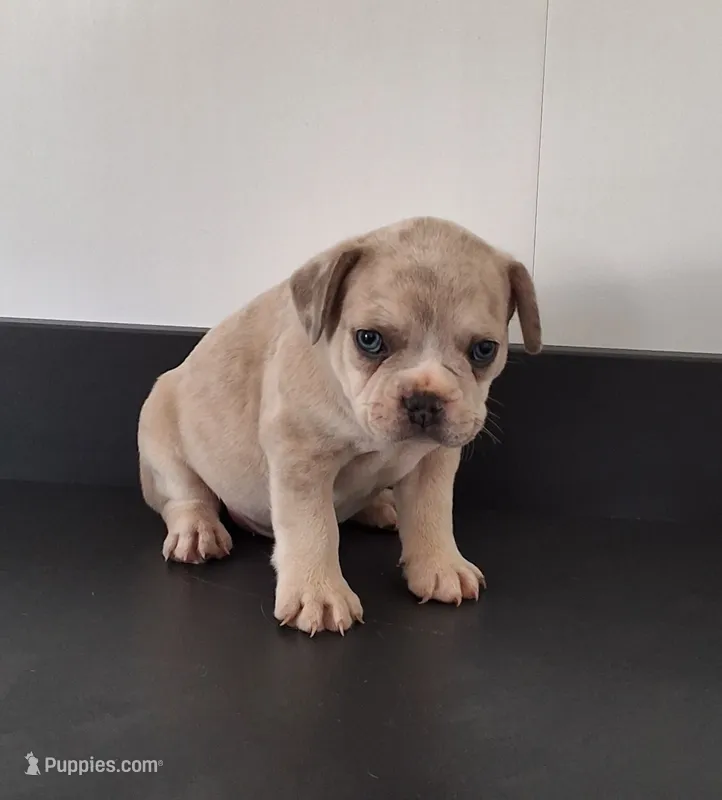 Pebbles  – French Bulldog puppy for sale in Millersburg, OH