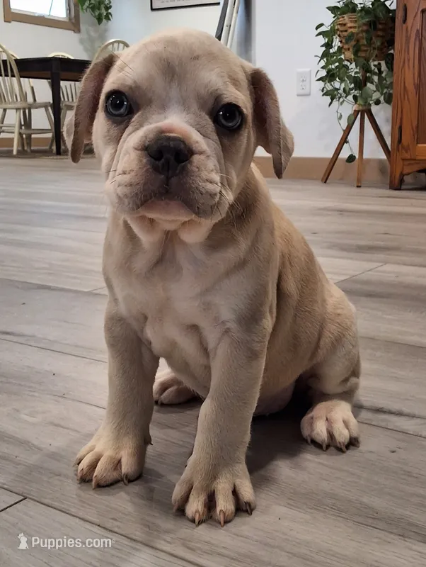 Pebbles  – French Bulldog puppy for sale in Millersburg, OH