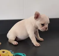 Sandy, a female French Bulldog for sale in Millersburg, OH – 4 of 5