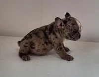Stryker, a male French Bulldog for sale in Millersburg, OH – 5 of 9