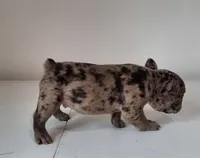 Stryker, a male French Bulldog for sale in Millersburg, OH – 7 of 9