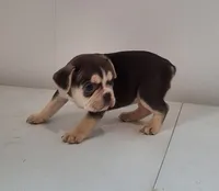 Lily, a female French Bulldog for sale in Millersburg, OH – 7 of 9